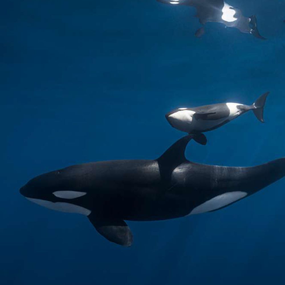 Freedive Mexico Mobula Rays Migration