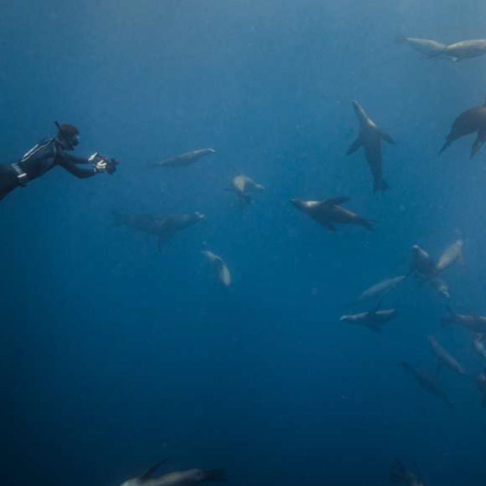 Freedive Mexico Mobula Rays Migration