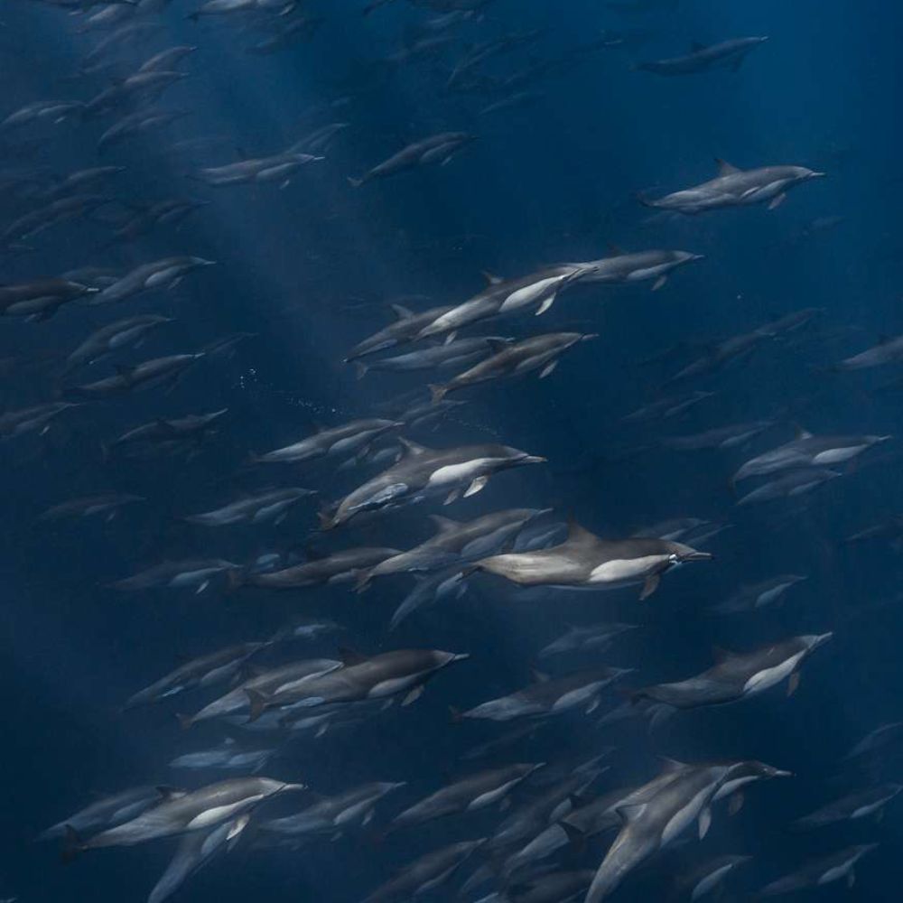 Freedive Mexico Mobula Rays Migration