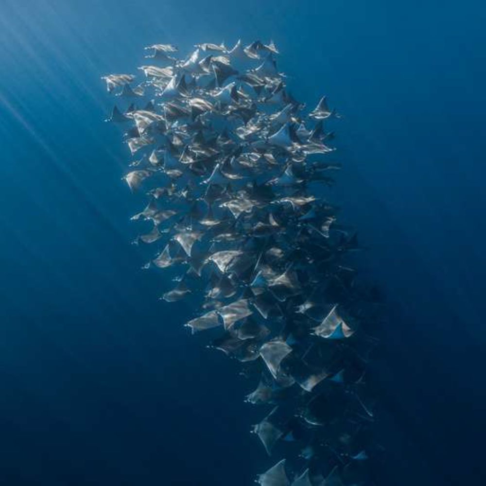 Freedive Mexico Mobula Rays Migration