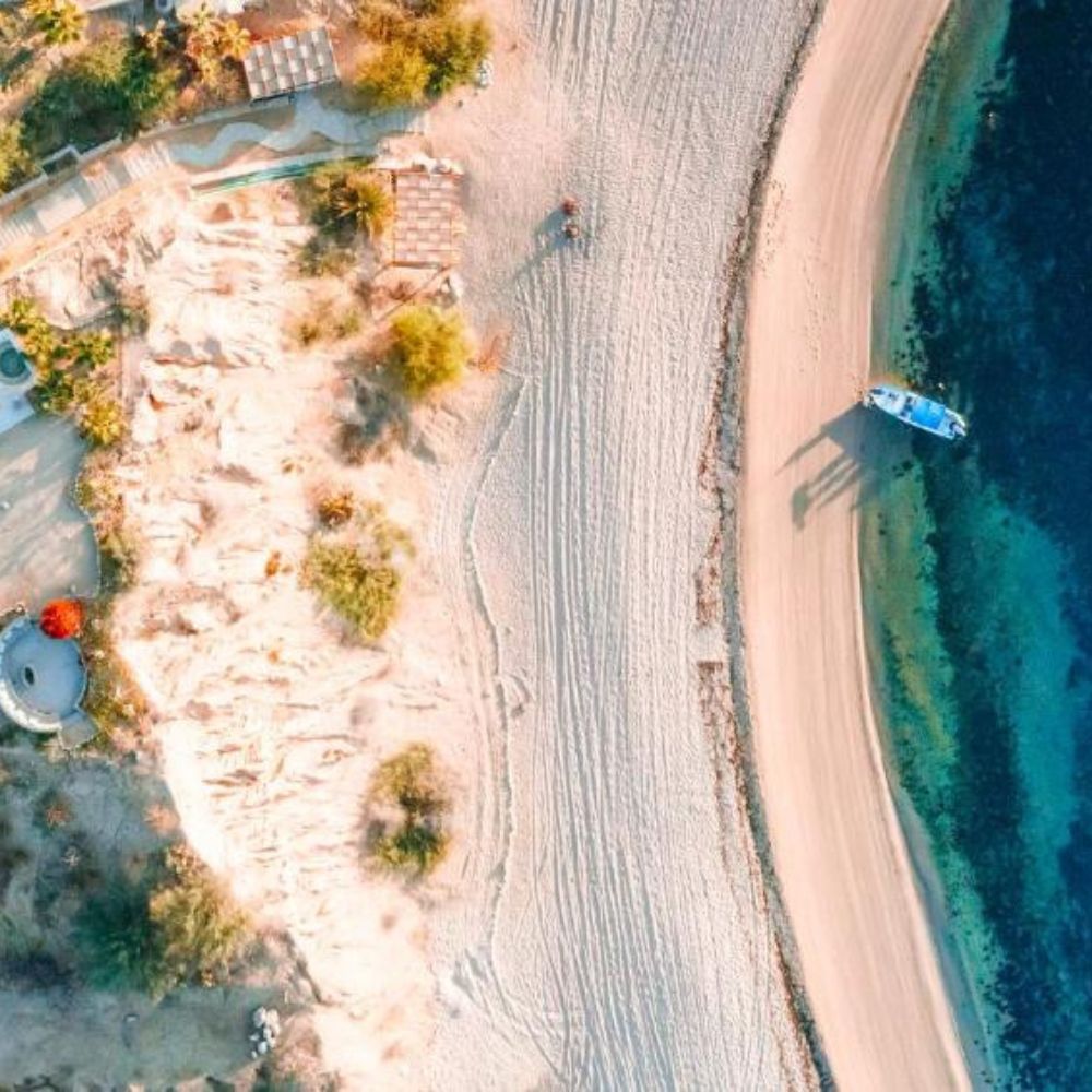 Freedive Mexico Mobula Rays Migration