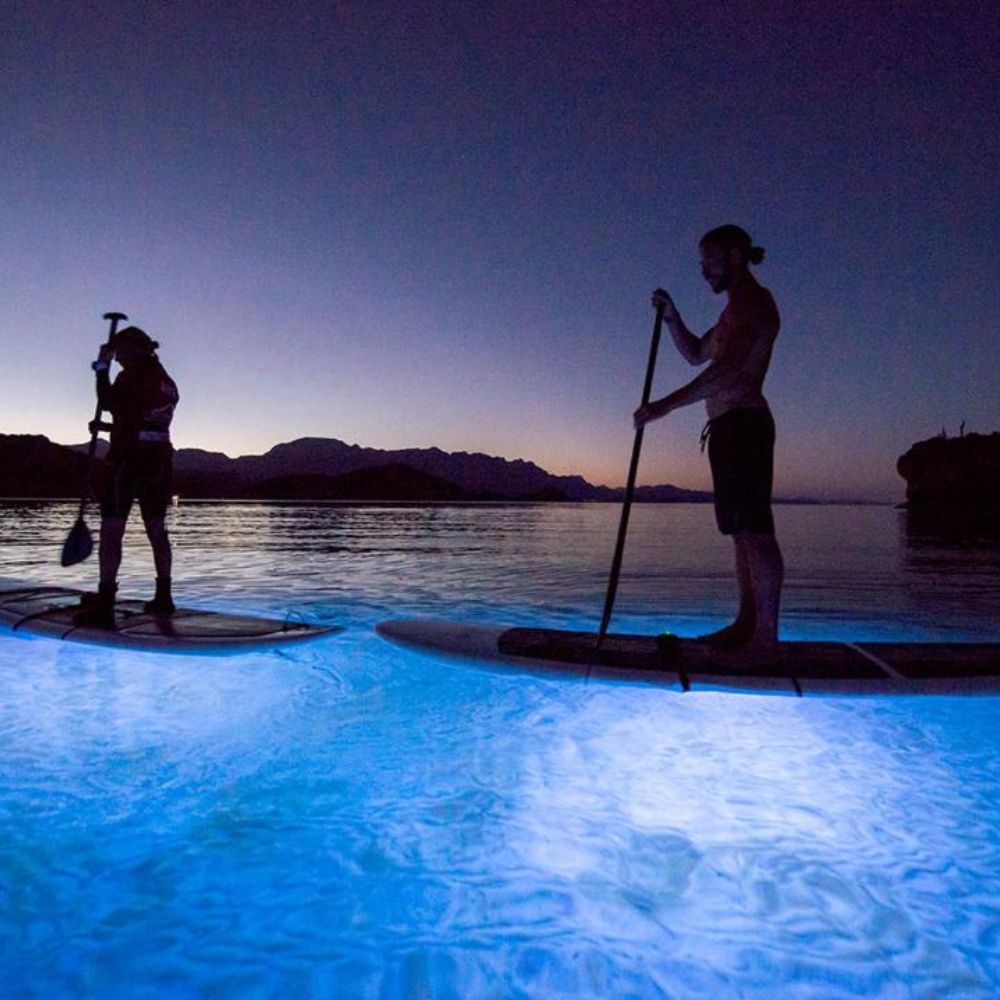 Freedive Mexico Mobula Rays Migration