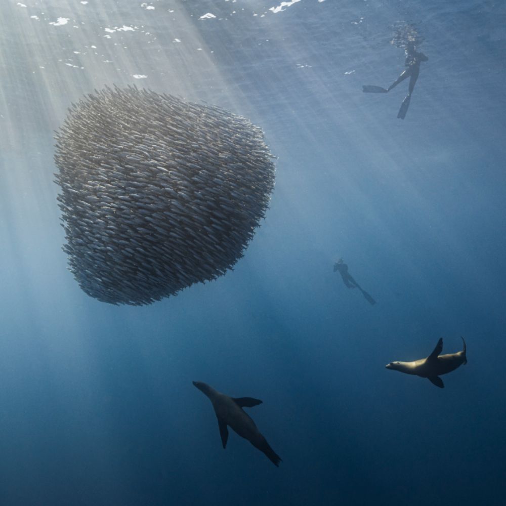 Mexico Sardine Run Freediving Trip