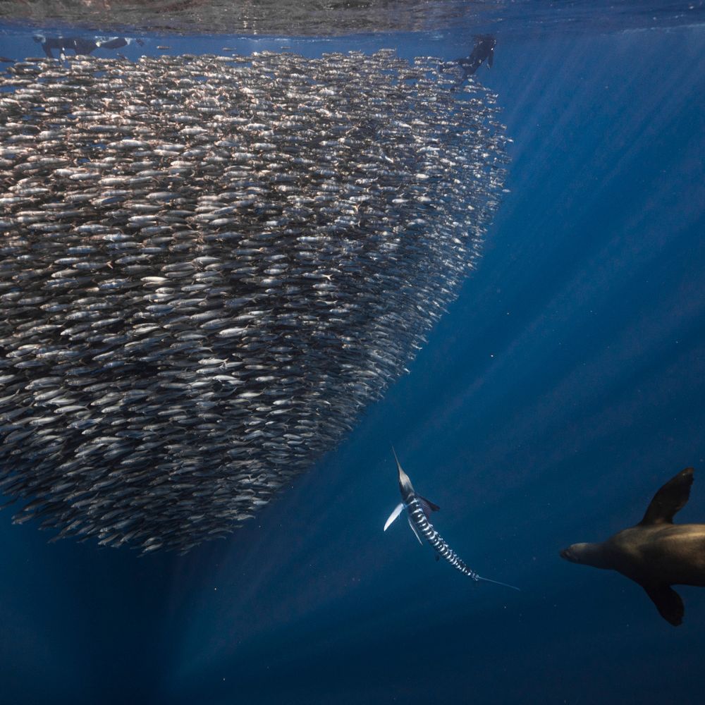 Mexico Sardine Run Freediving Trip