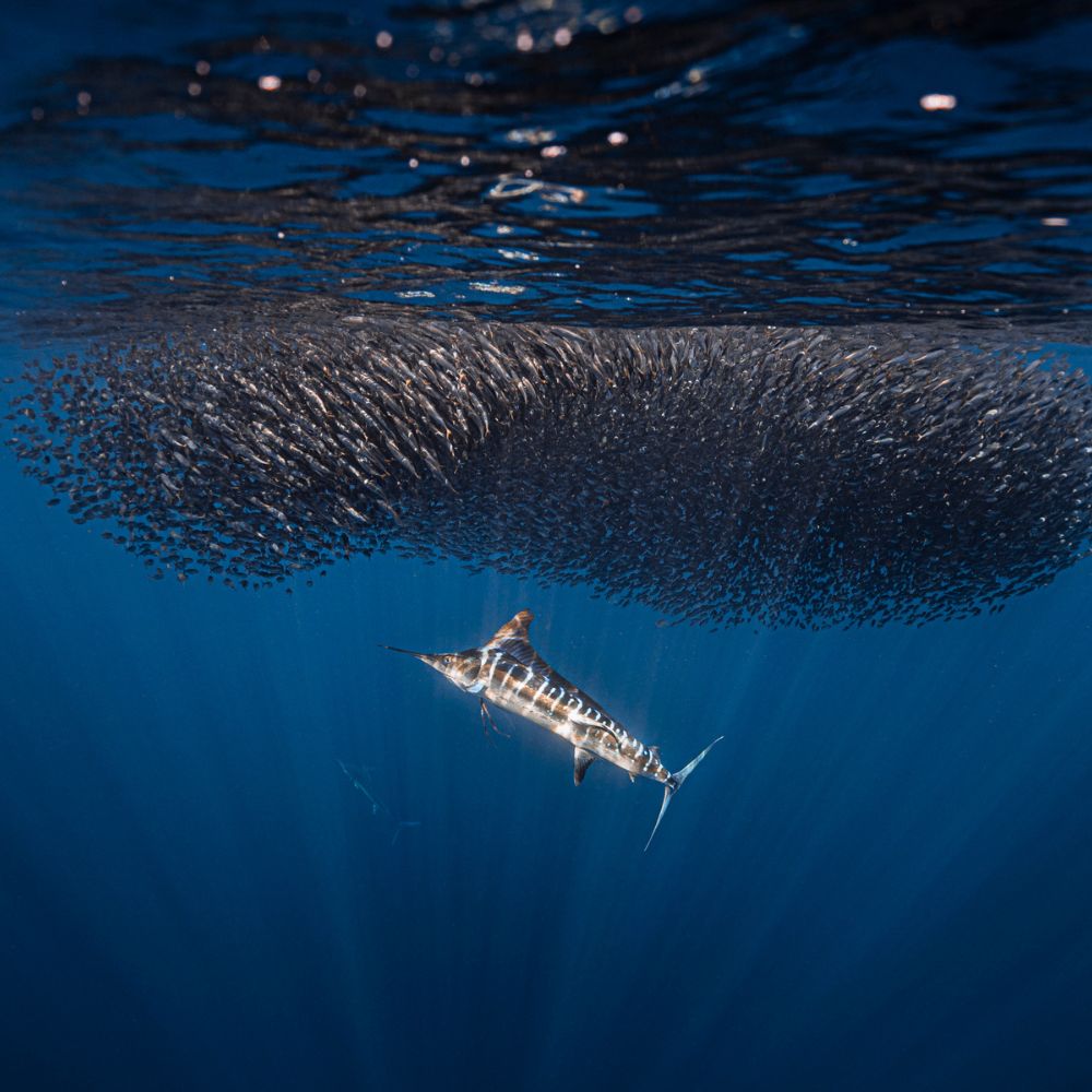 Mexico Sardine Run Freediving Trip