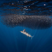 Mexico Sardine Run Freediving Trip