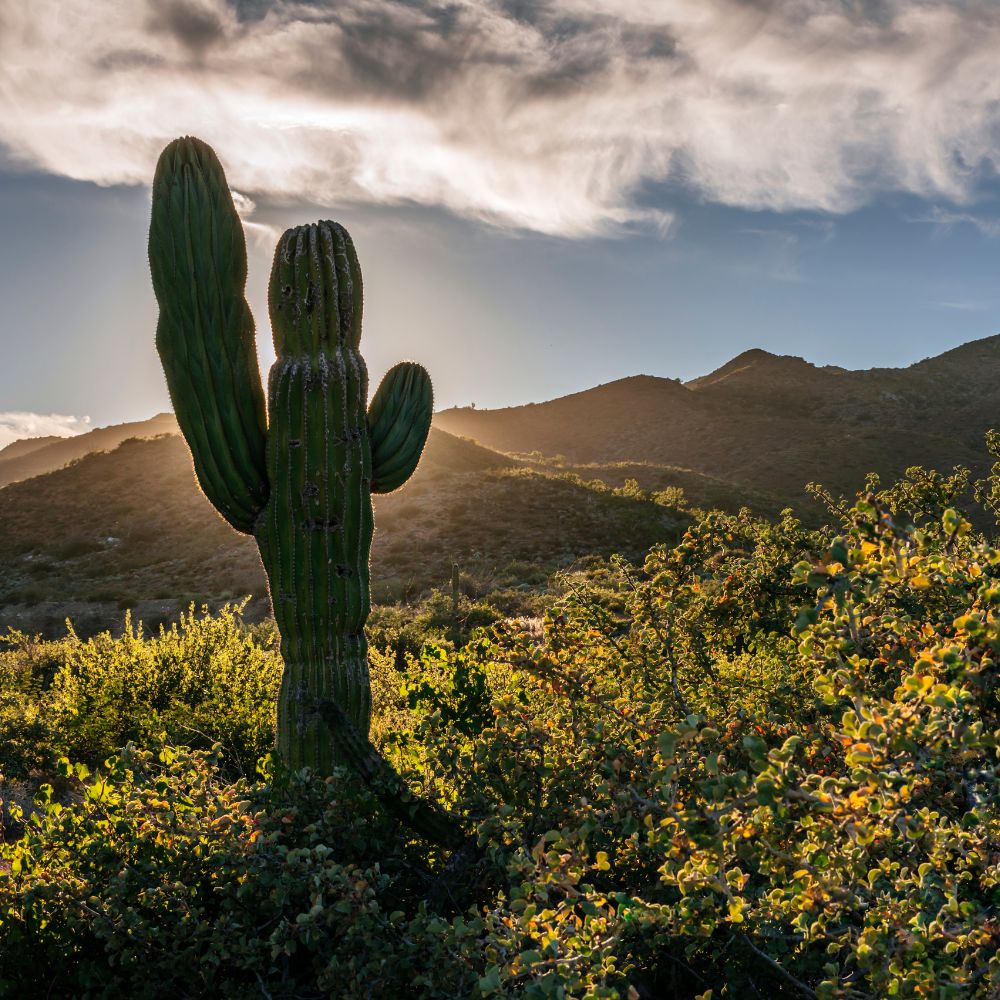 Mexico Sardine Run Freediving Trip