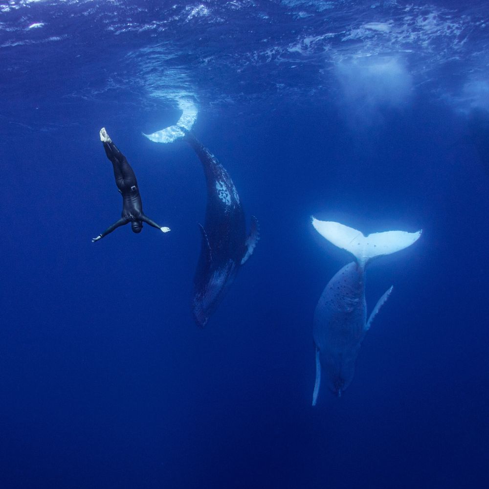 Whale Diving Timor Leste