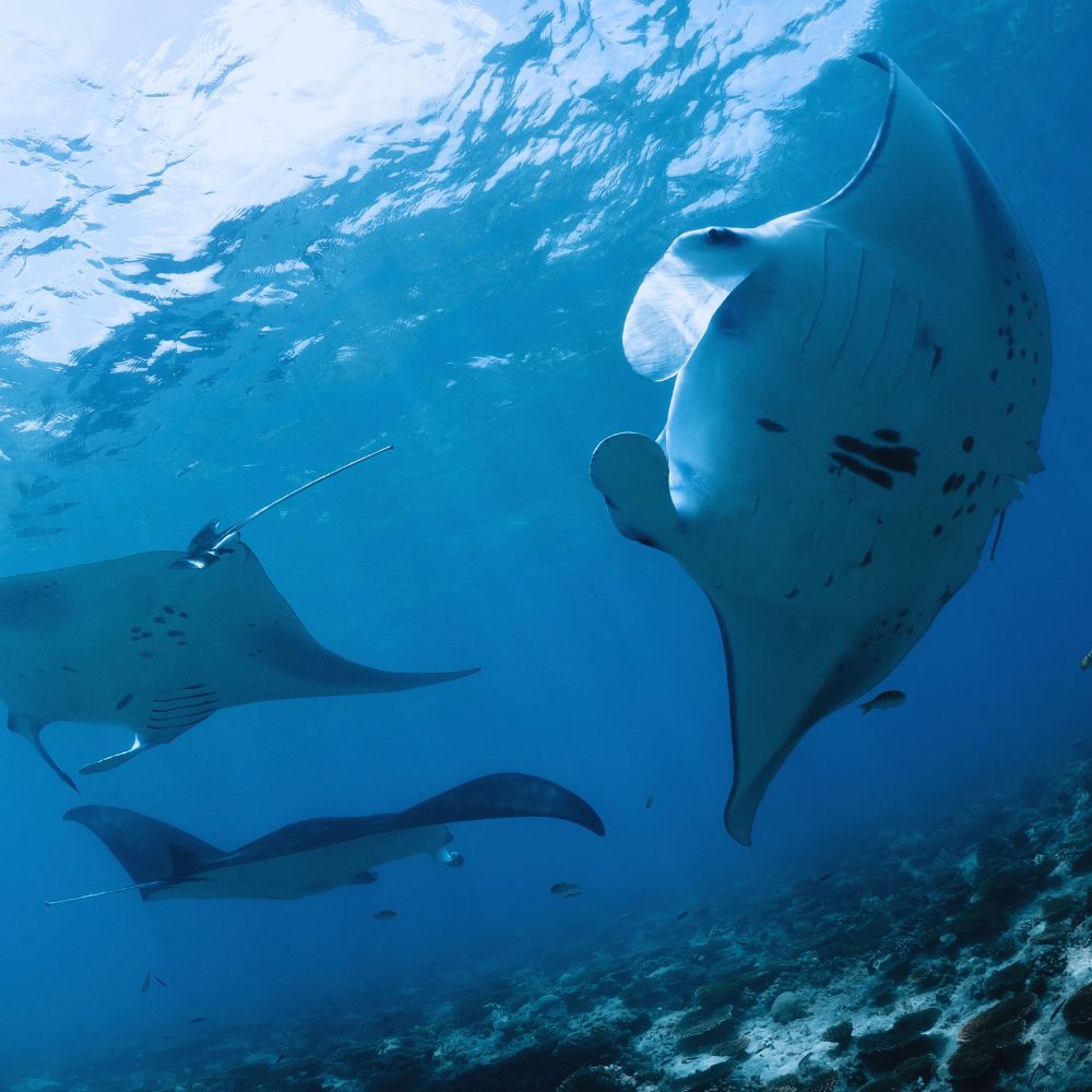 Advanced Freediving Course in Fiji