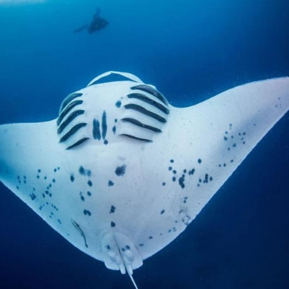 Freediving Fiji Trip