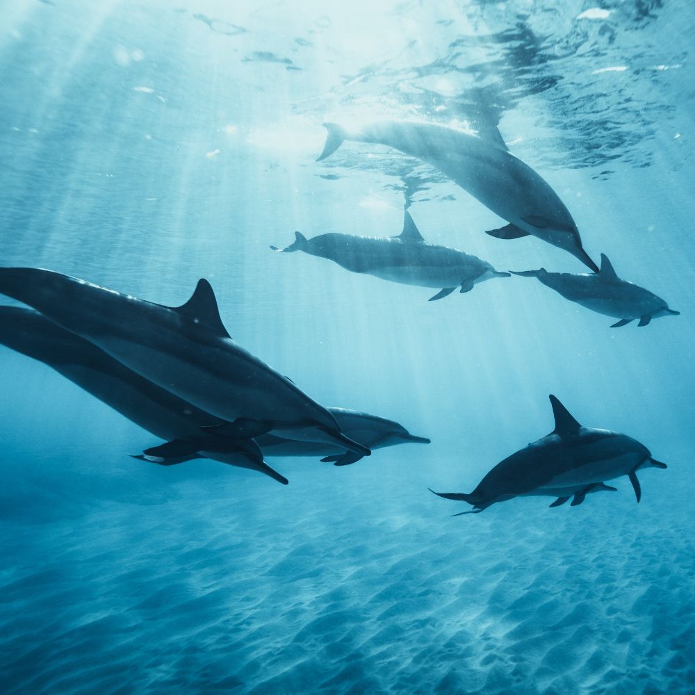 Freediving Fiji Trip