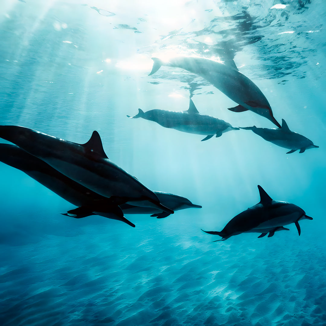 Freediving Fiji Trip Freediving Central