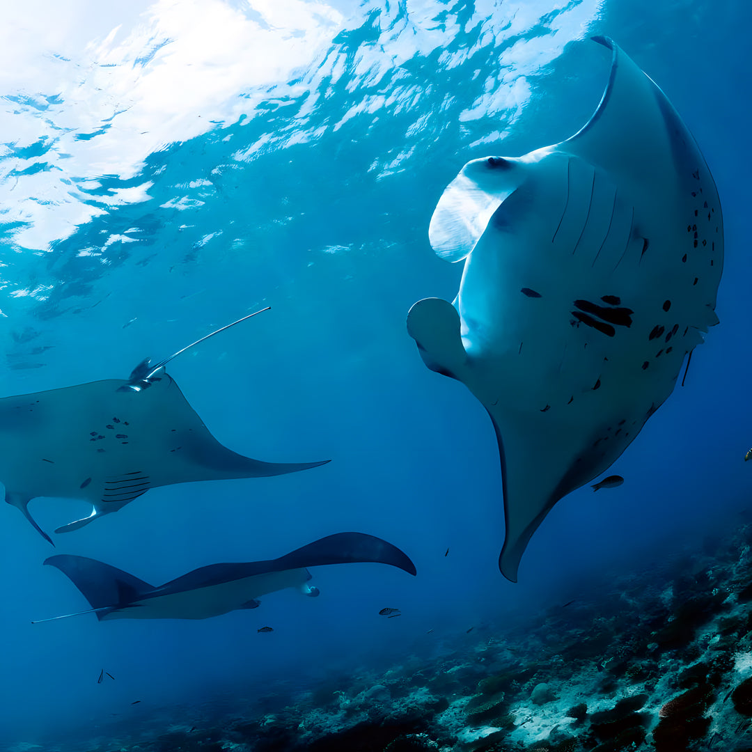 Freediving Fiji Trip Freediving Central