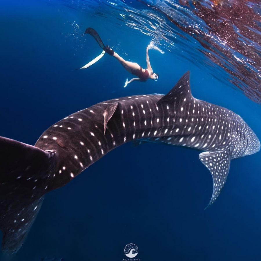 Boracay Basic Freediver Course