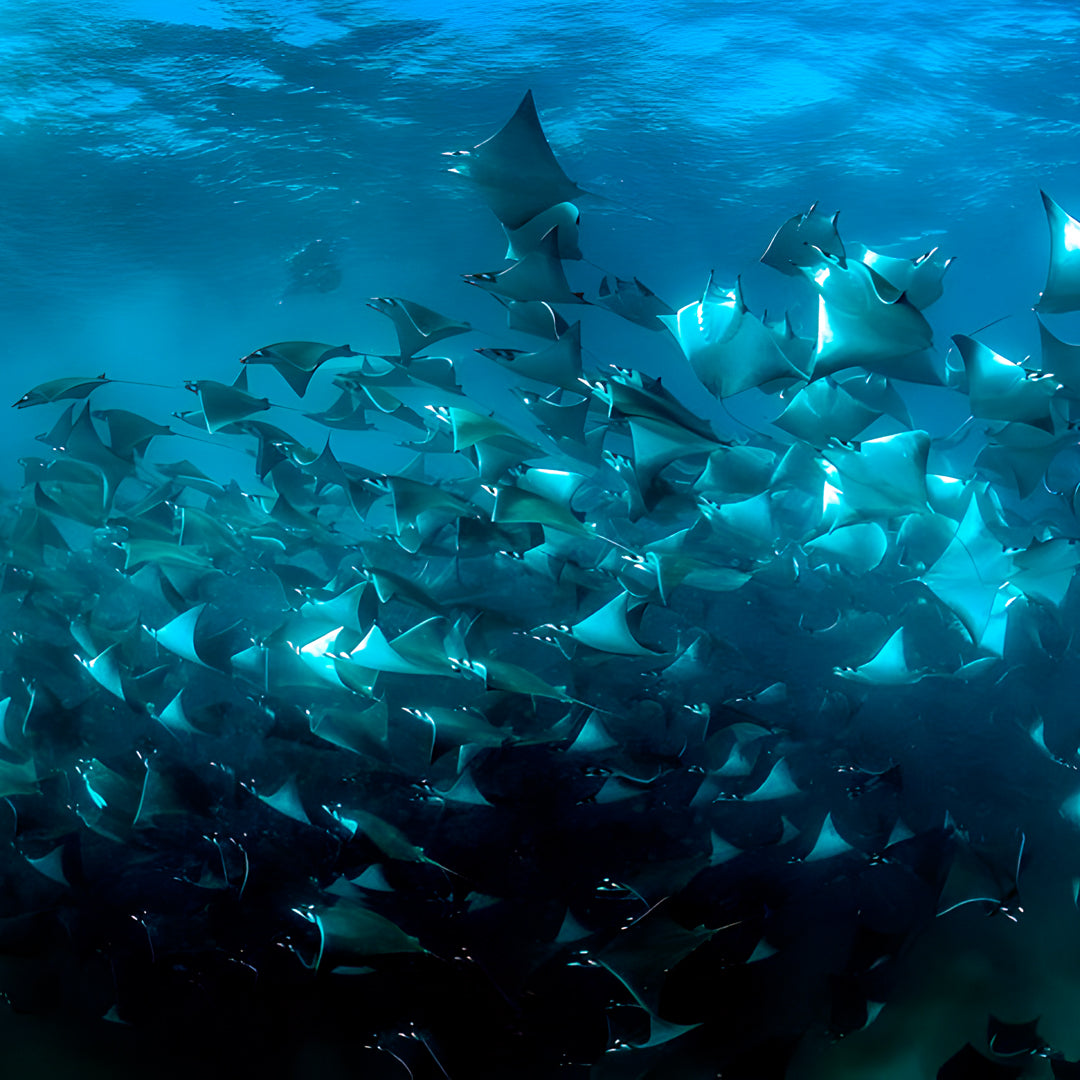 Freedive Mexico Mobula Rays Migration