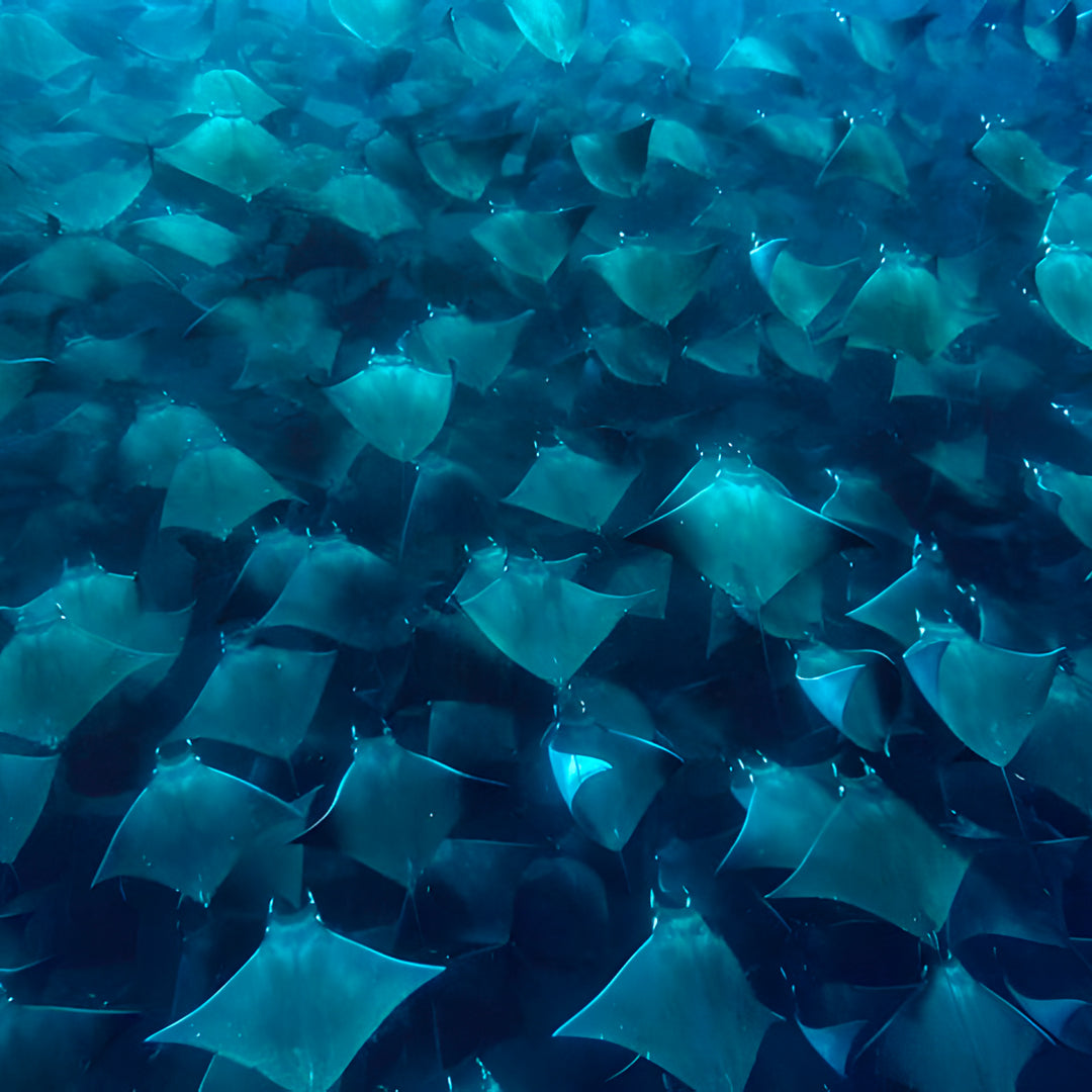 Freedive Mexico Mobula Rays Migration