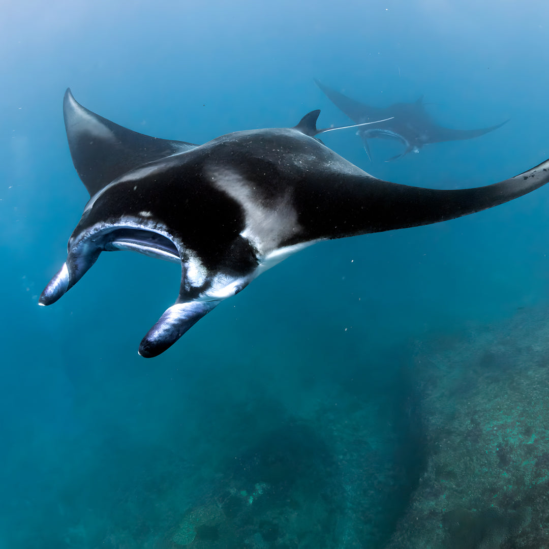 Freedive Mexico Mobula Rays Migration