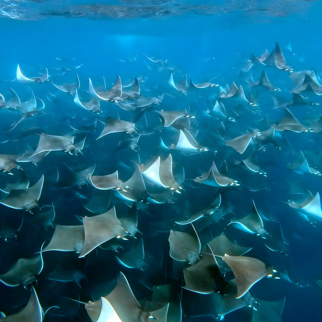 Freedive Mexico Mobula Rays Migration