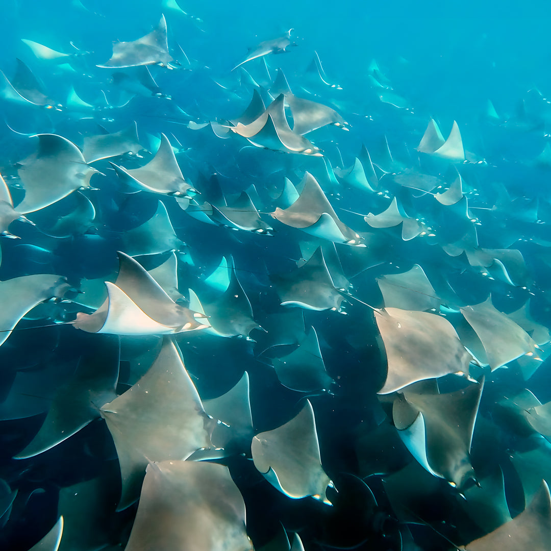 Freedive Mexico Mobula Rays Migration