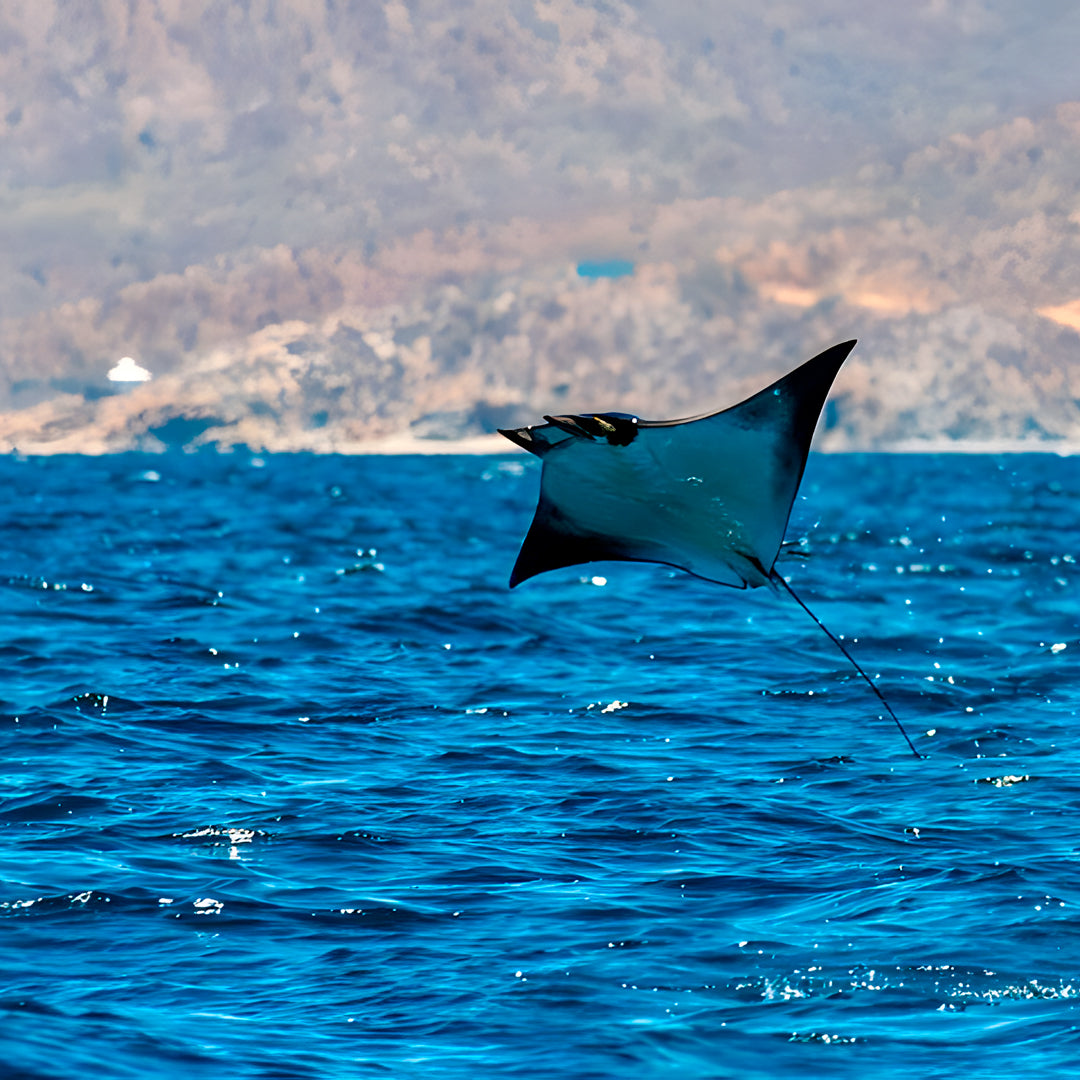 Freedive Mexico Mobula Rays Migration