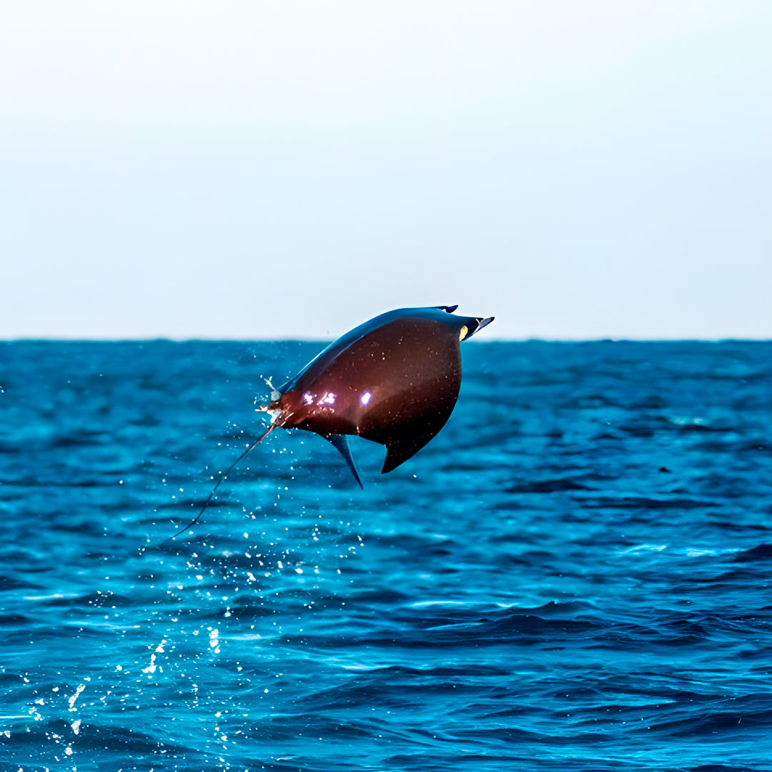 Freedive Mexico Mobula Rays Migration