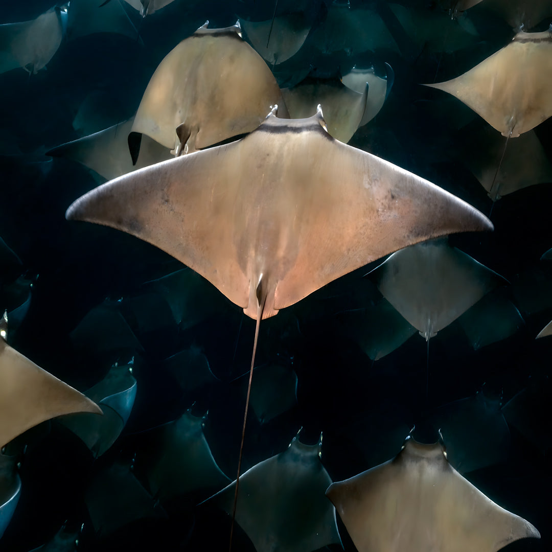 Freedive Mexico Mobula Rays Migration