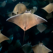 Freedive Mexico Mobula Rays Migration