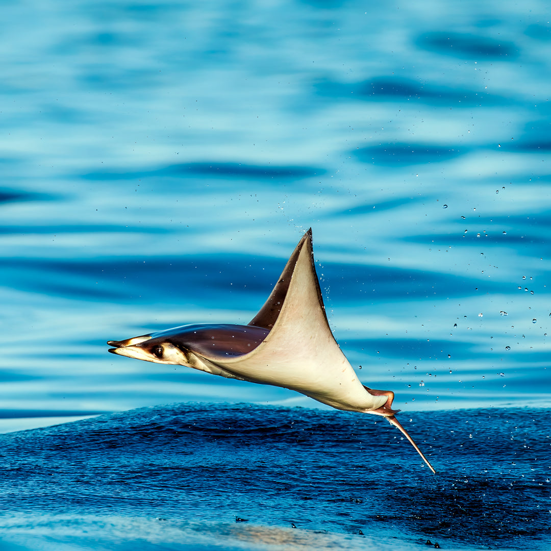 Freedive Mexico Mobula Rays Migration