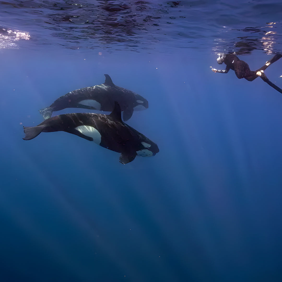 Freedive Mexico Mobula Rays Migration