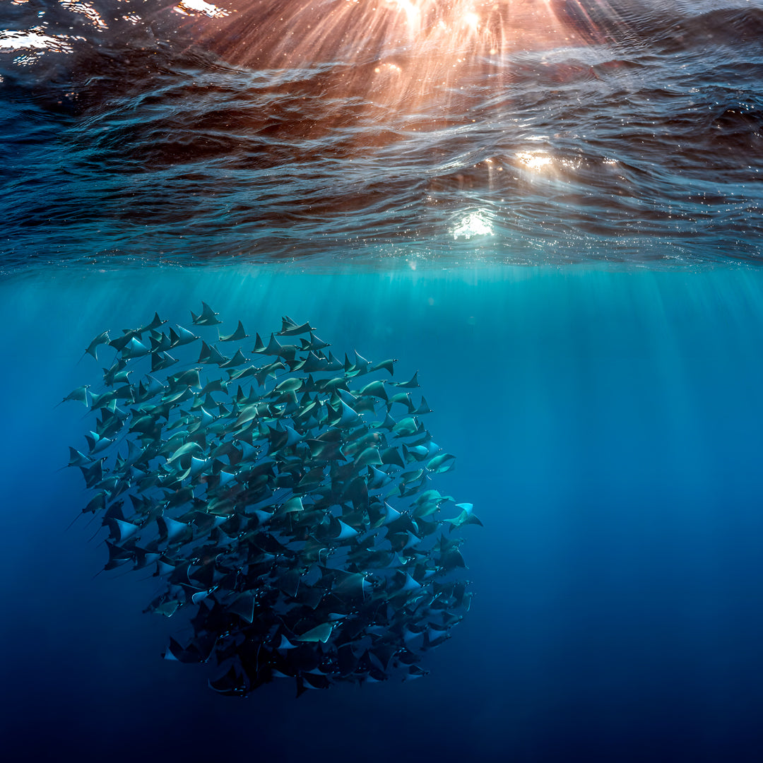 Freedive Mexico Mobula Rays Migration
