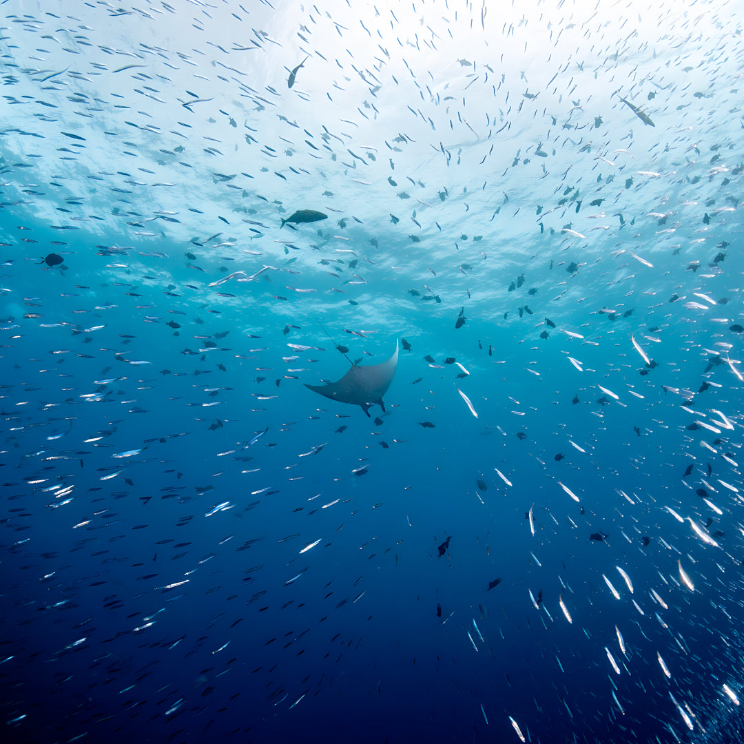 Freedive Mexico Mobula Rays Migration