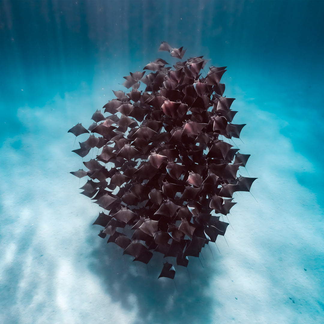 Freedive Mexico Mobula Rays Migration