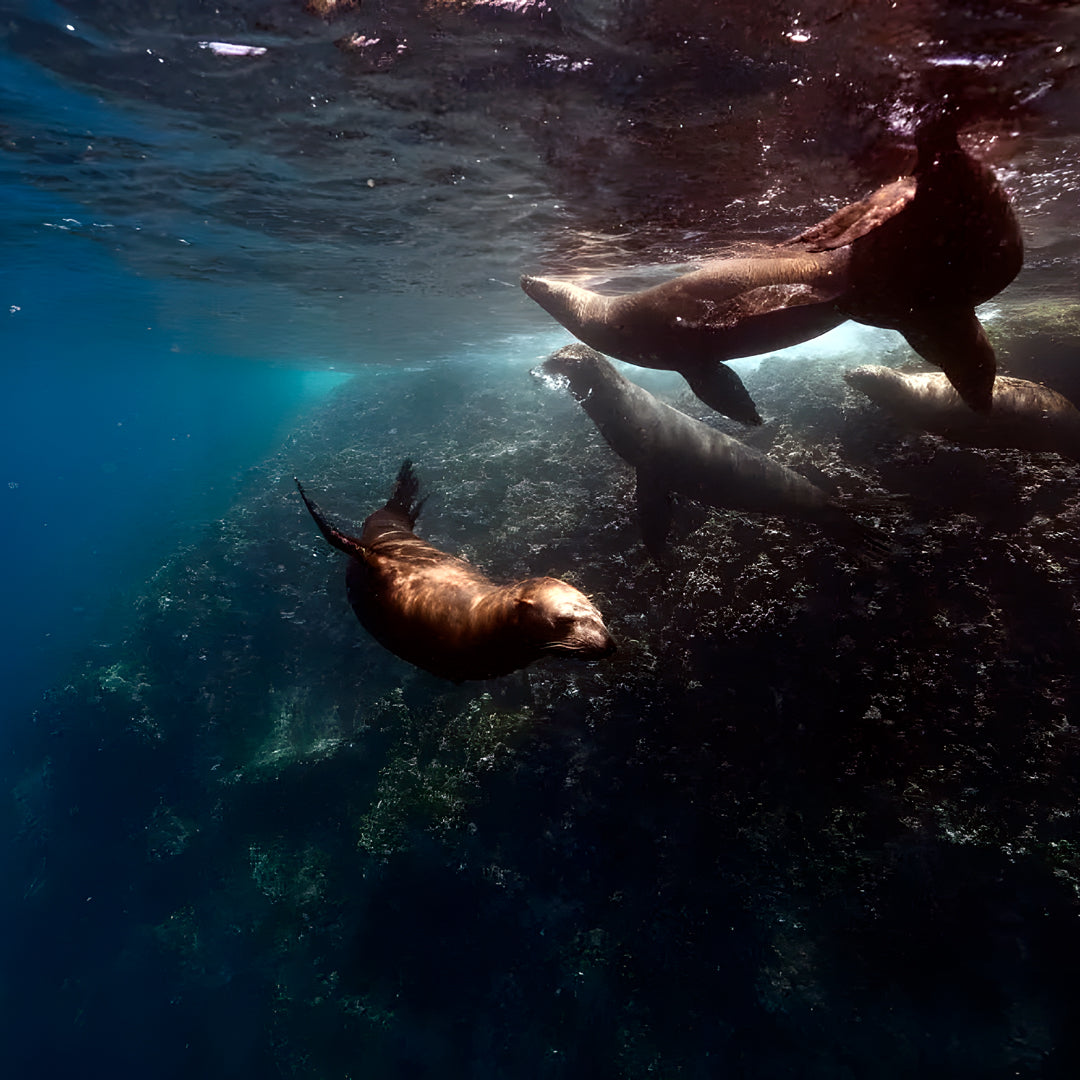Freedive Mexico Mobula Rays Migration