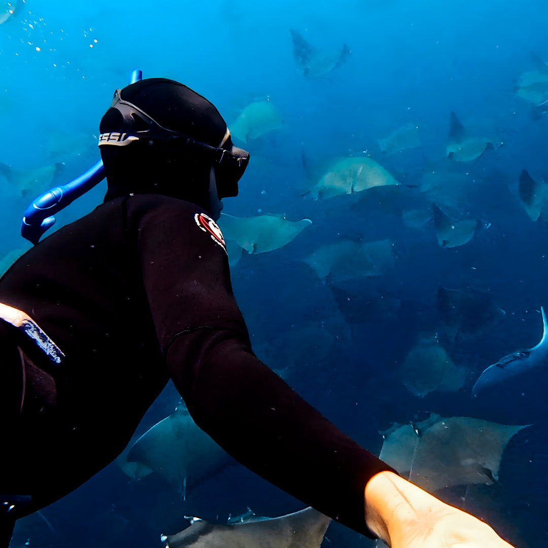Freedive Mexico Mobula Rays Migration