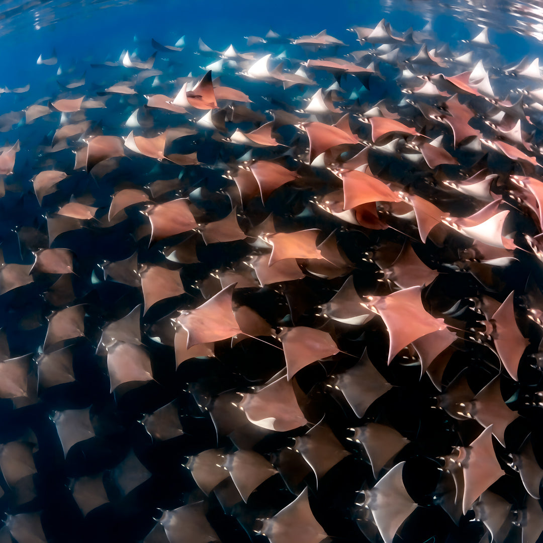 Freedive Mexico Mobula Rays Migration