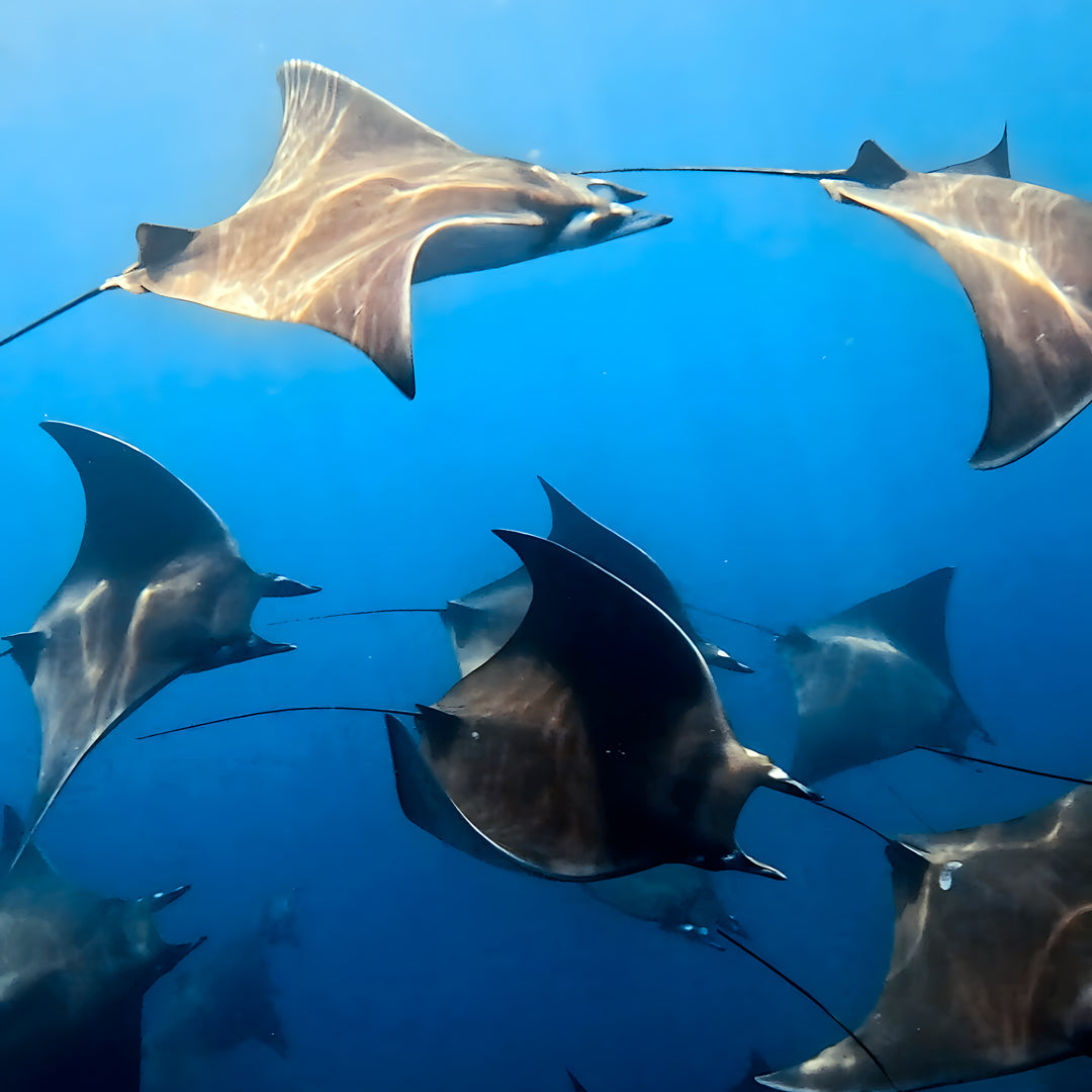 Freedive Mexico Mobula Rays Migration