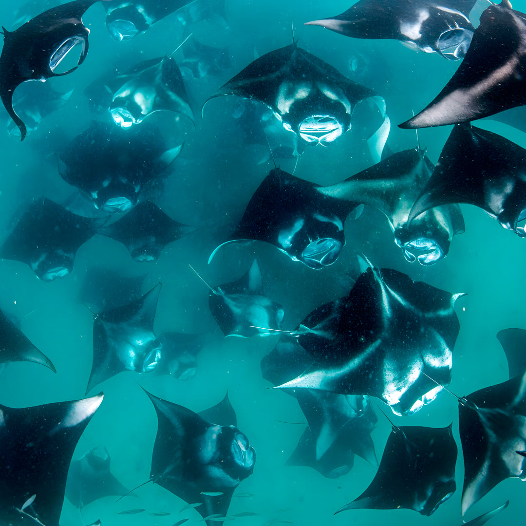 Freedive Mexico Mobula Rays Migration