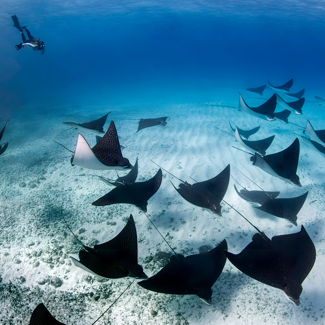 Freedive Mexico Mobula Rays Migration