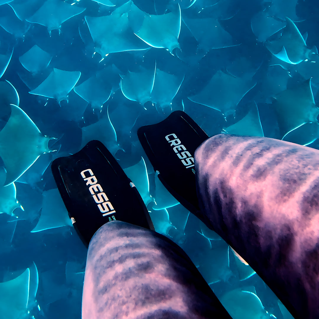 Freedive Mexico Mobula Rays Migration
