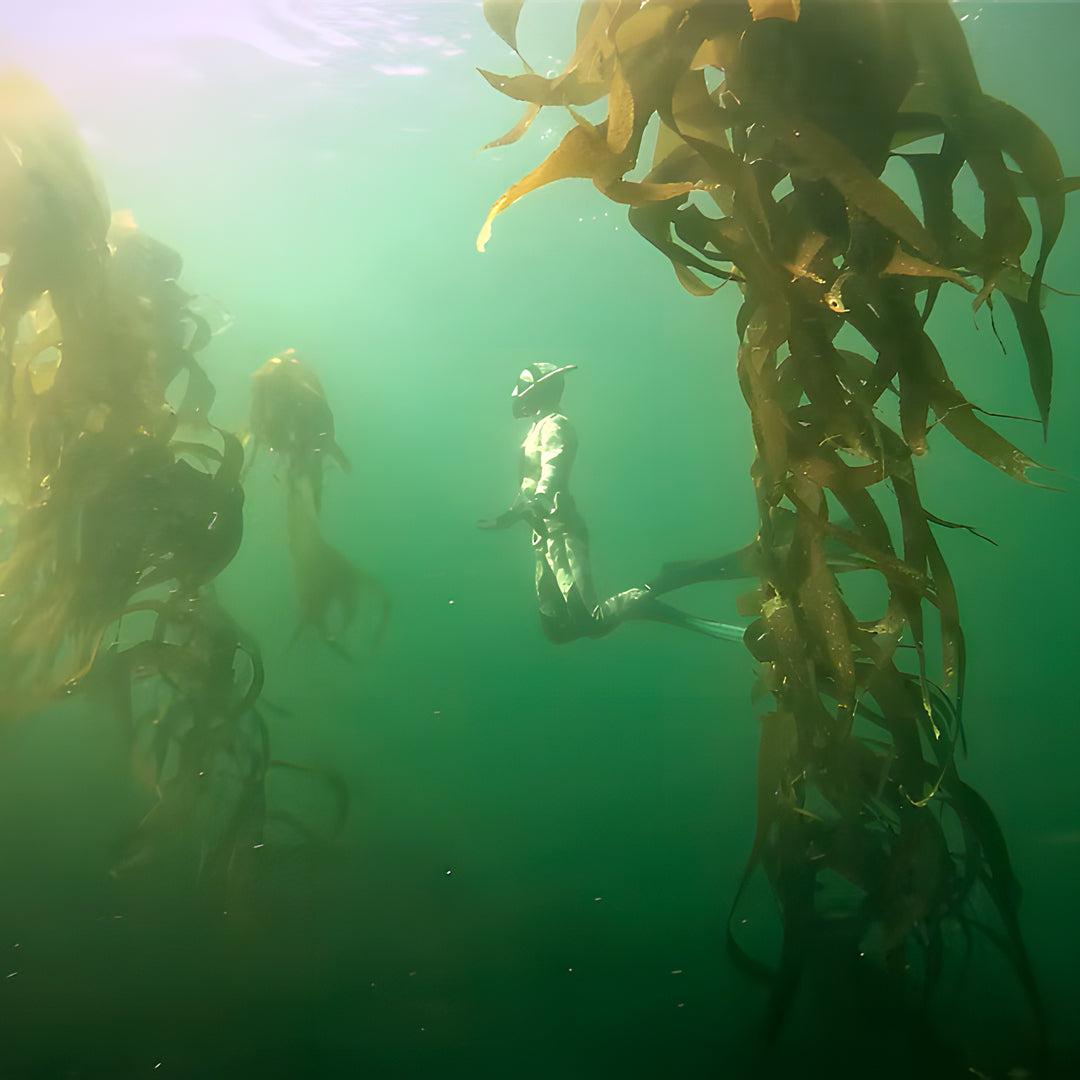 Bicheno Freediving Beginner Course