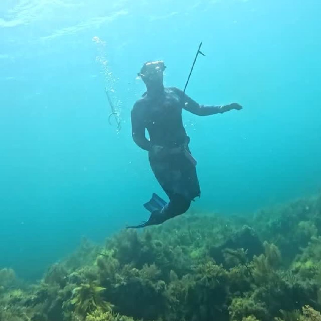 Tasmania Spearfishing and Freediving Course