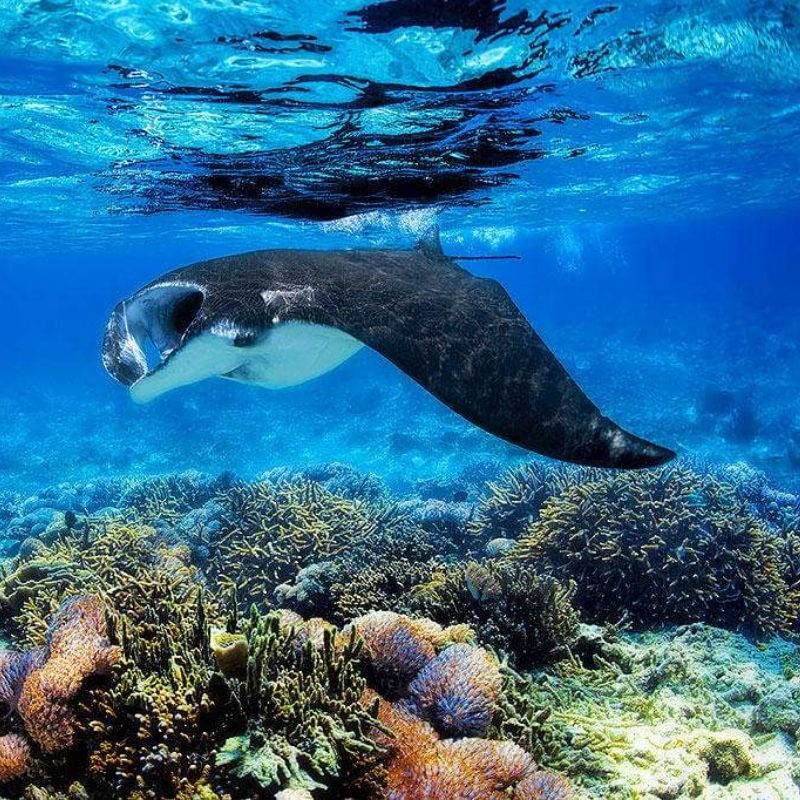 Raja Ampat Scuba Diving Liveaboard Adventure