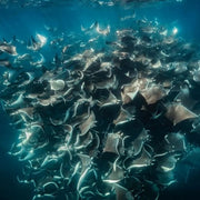 Freedive Mexico Mobula Rays Migration