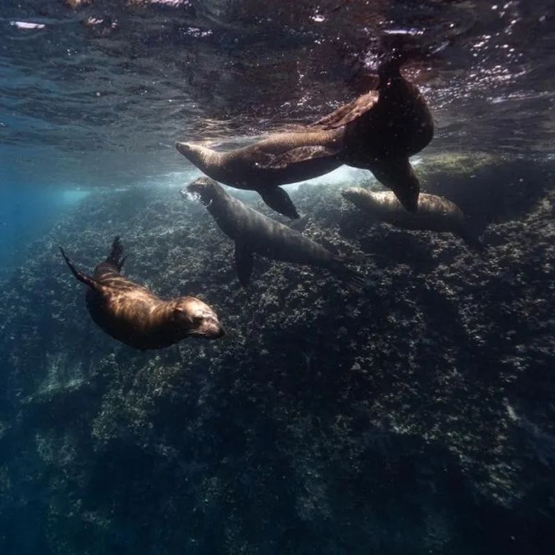 Freedive Mexico Mobula Rays Migration