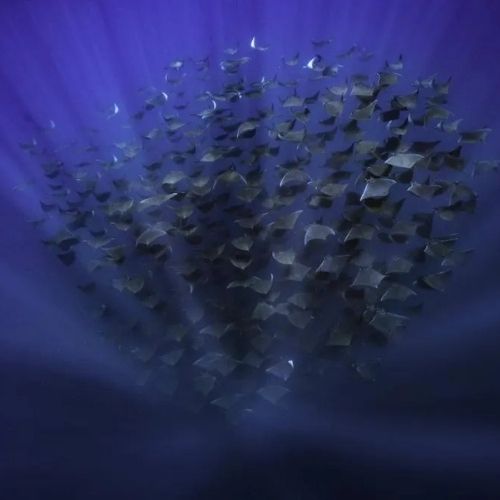 Freedive Mexico Mobula Rays Migration