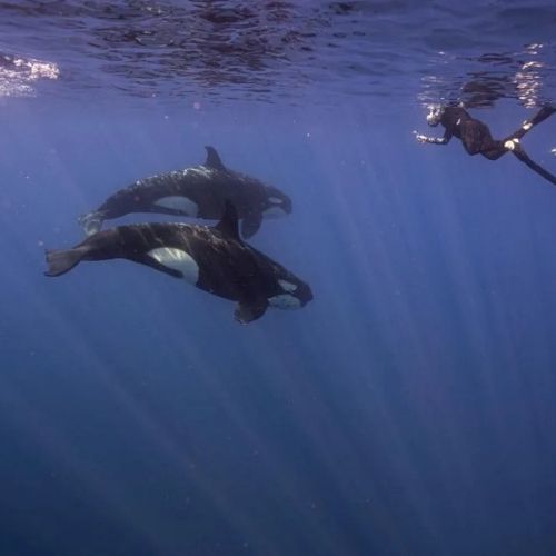 Freedive Mexico Mobula Rays Migration