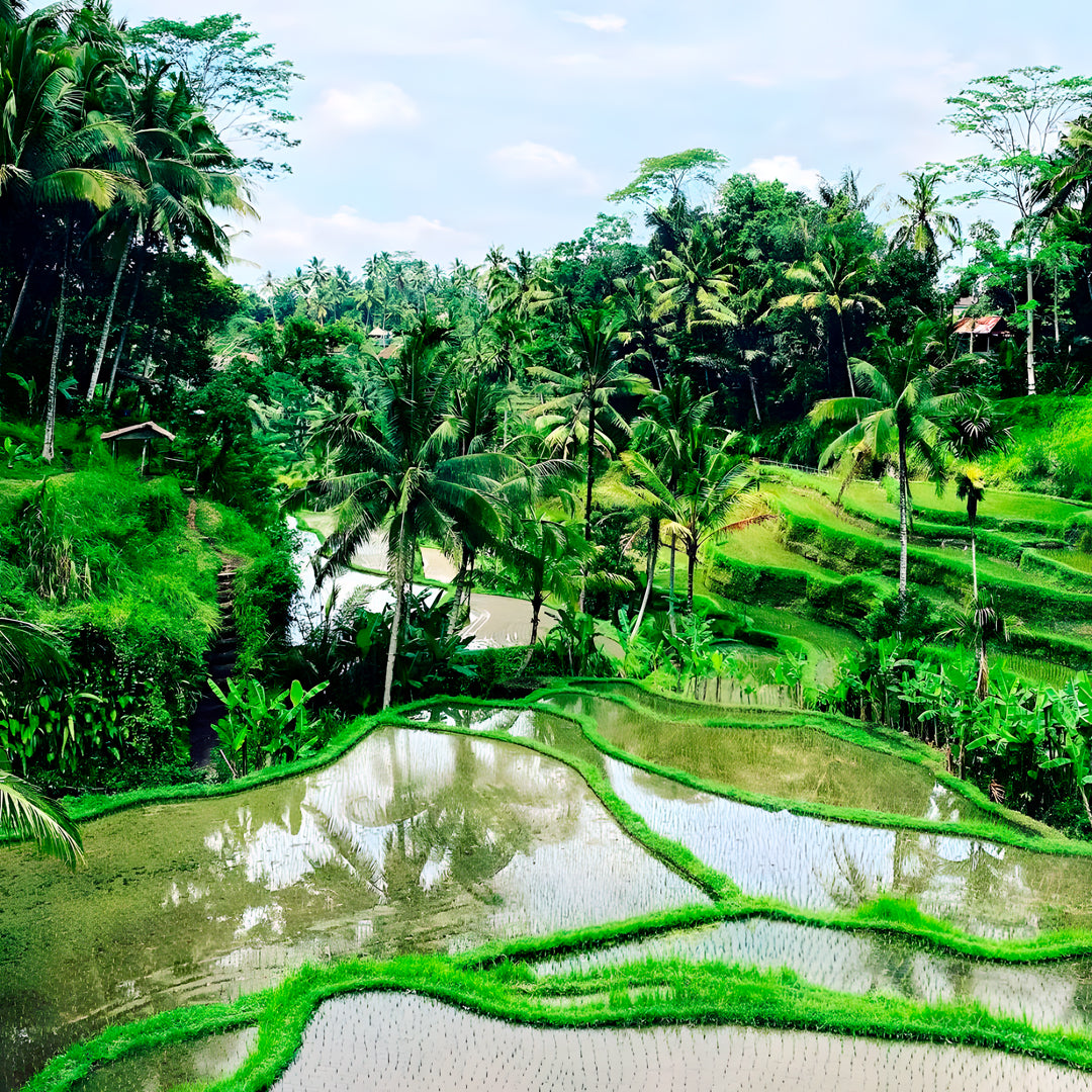 Level 3 Freediving Course in Bali