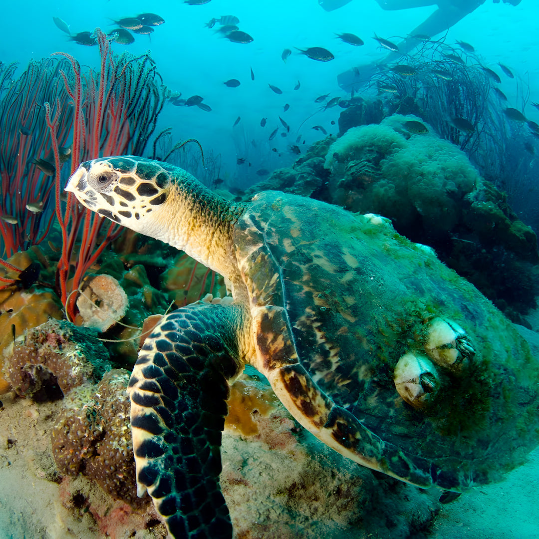 PADI Freedive Instructor Course BB Divers