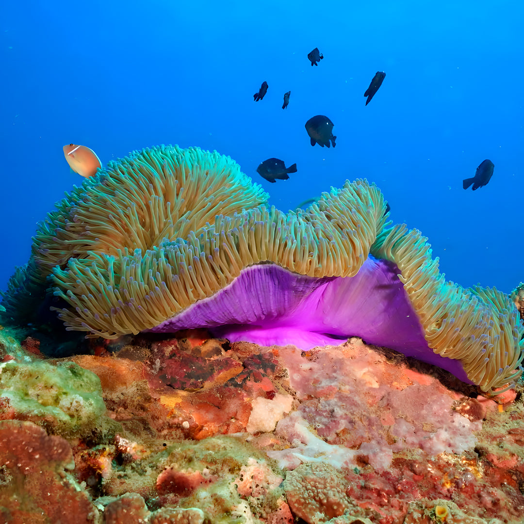 PADI Advanced Freediver Course BB Divers