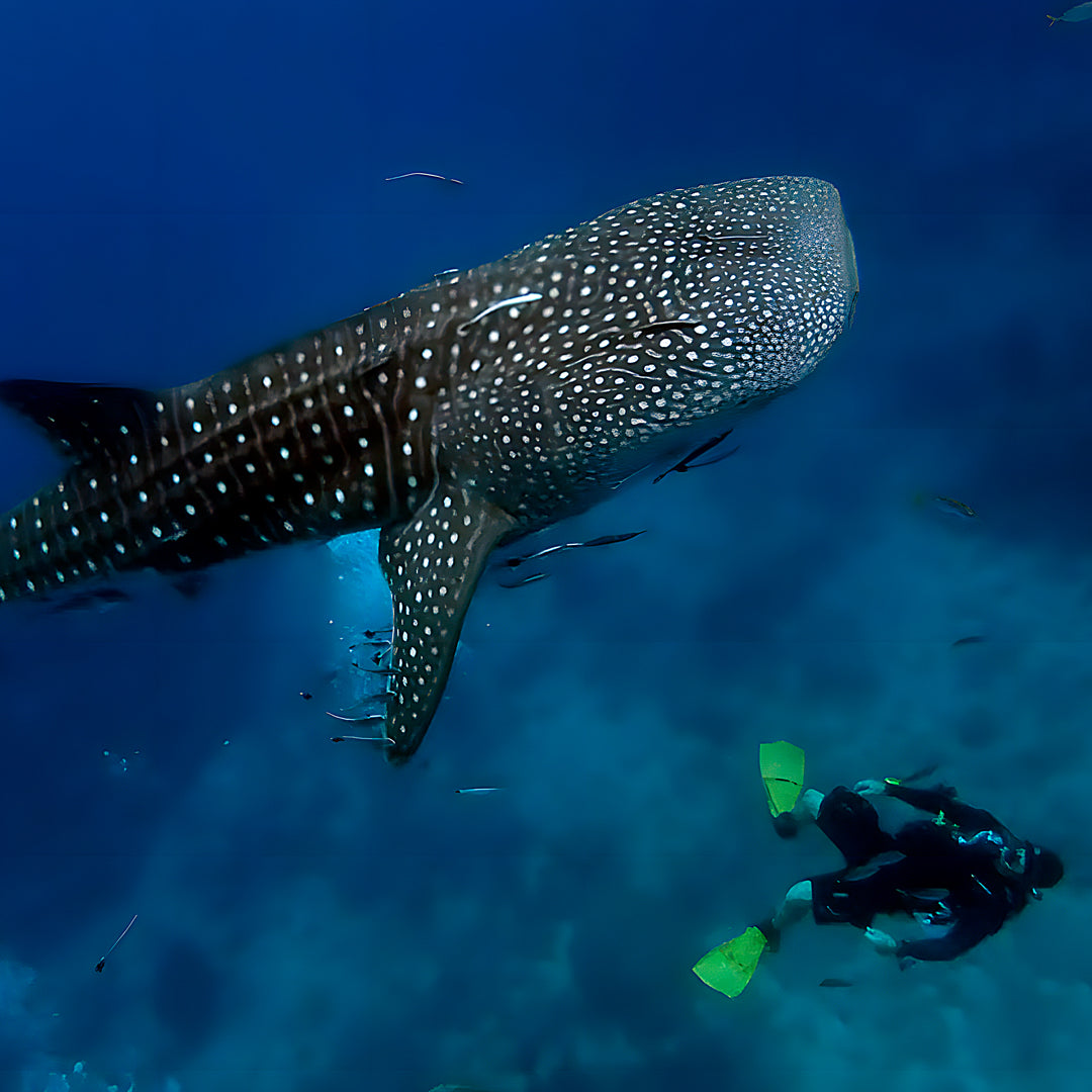 PADI Freedive Instructor Course BB Divers
